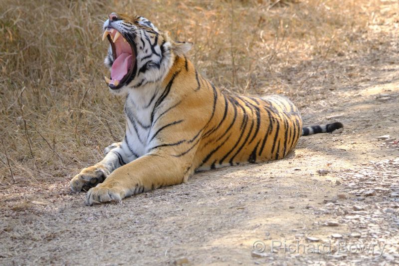 Rathambhore at 2026-02-10 14.59.07