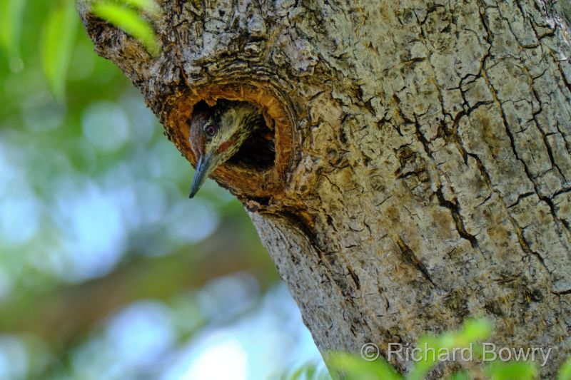 Zimbabwe on 03-12-22 at 12-13-19