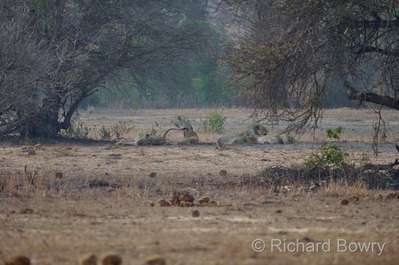 Kruger at 2025-10-15 06.52.26