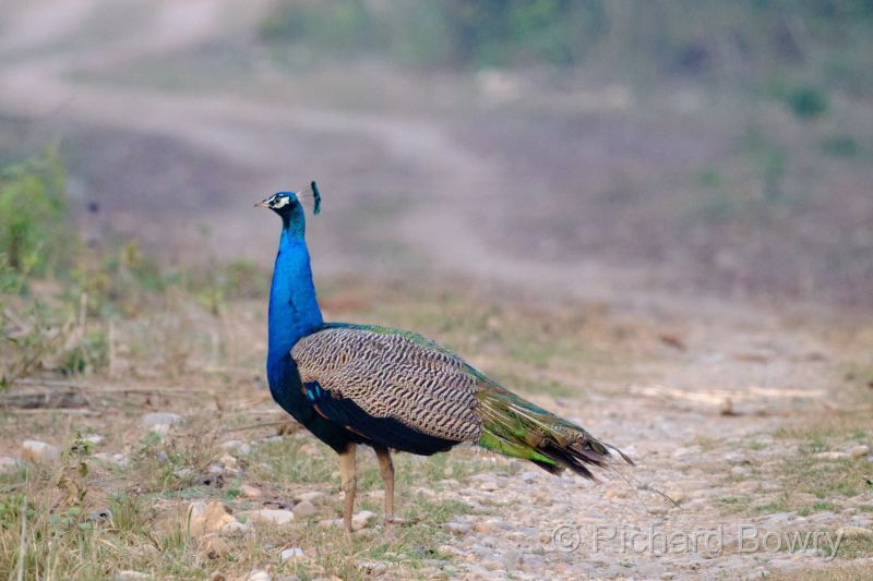 Corbett at 2026-02-04 17.35.37