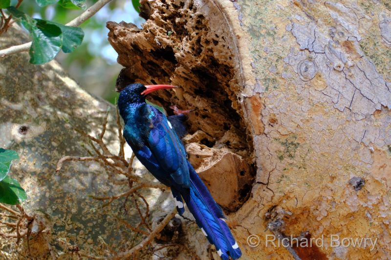 Zimbabwe on 29-11-22 at 15-32-46