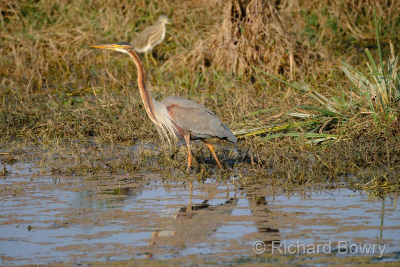 Keoladeo at 2026-02-07 16.18.38