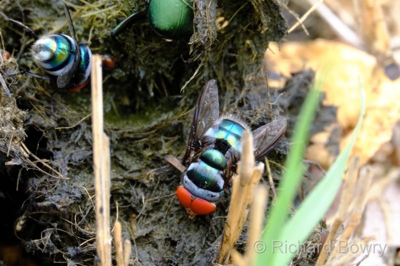 Zimbabwe - 2024-11-08 12.47.092024-11-19 06.45.19