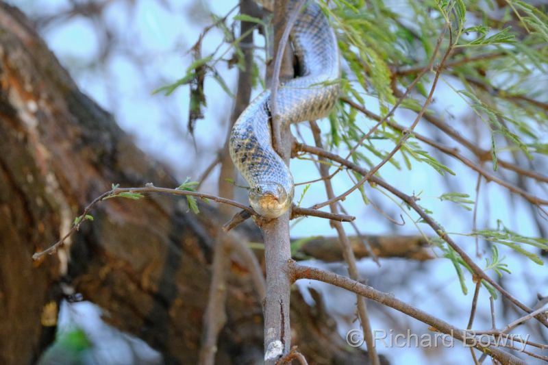 Keoladeo at 2026-02-08 17.17.48