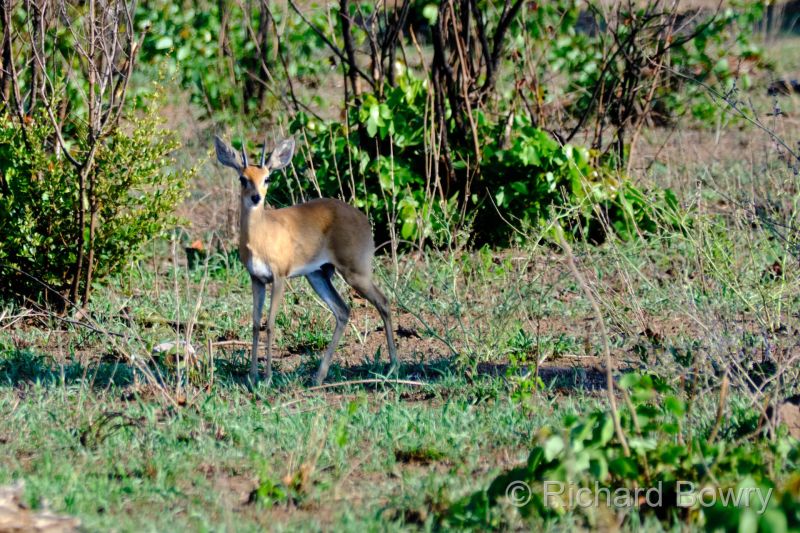 Zimbabwe on 03-12-22 at 07-22-37