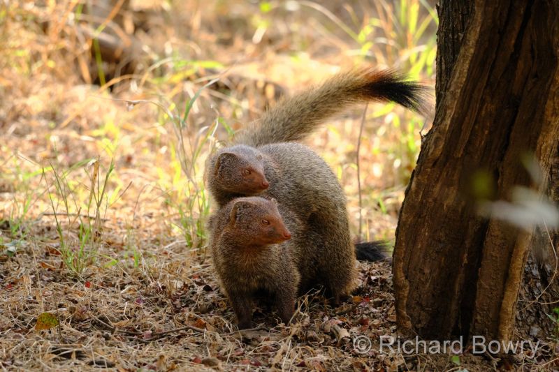 Rathambhore at 2026-02-10 14.40.39