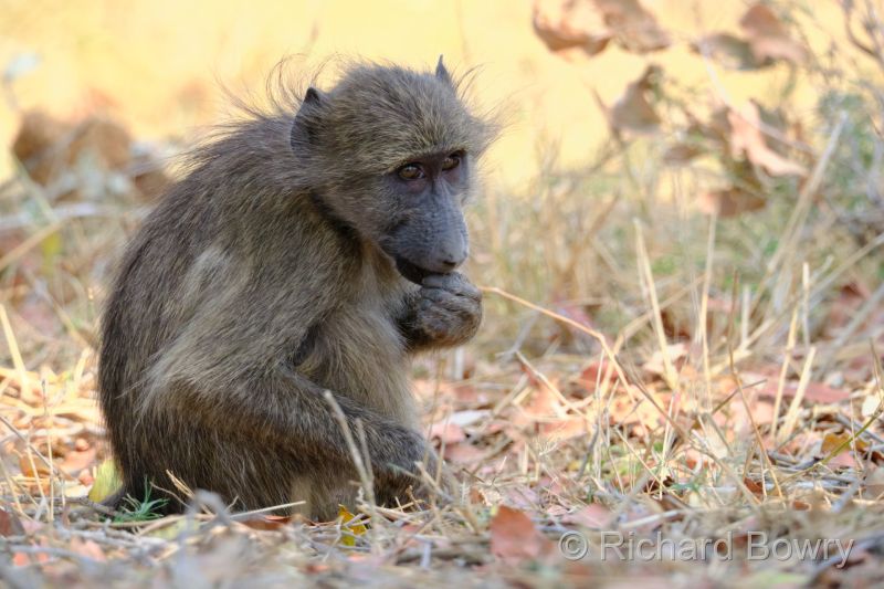 Kruger at 2025-10-15 12.05.35