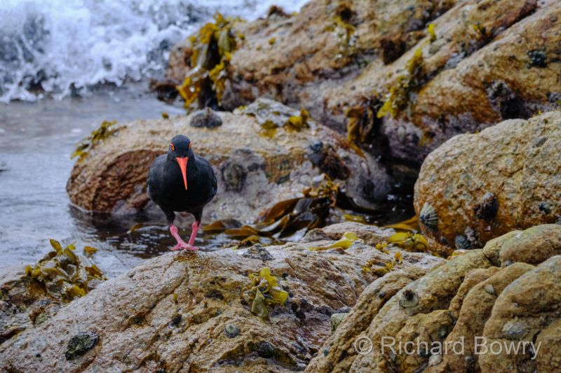Cape Agulhas at 2025-10-25 11.14.09