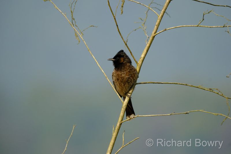 Corbett at 2026-02-02 15.27.51