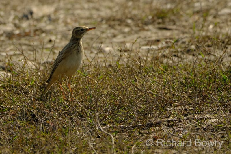 Corbett at 2026-02-04 14.54.10