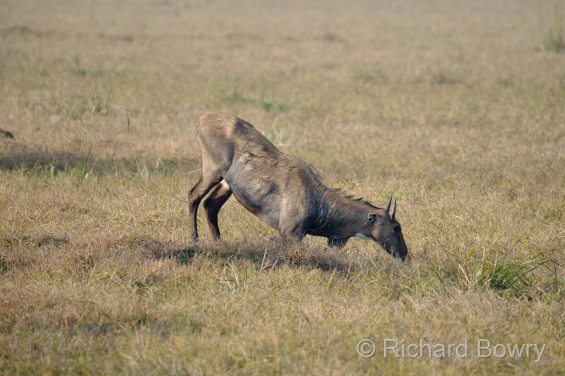 Keoladeo at 2026-02-08 15.59.47