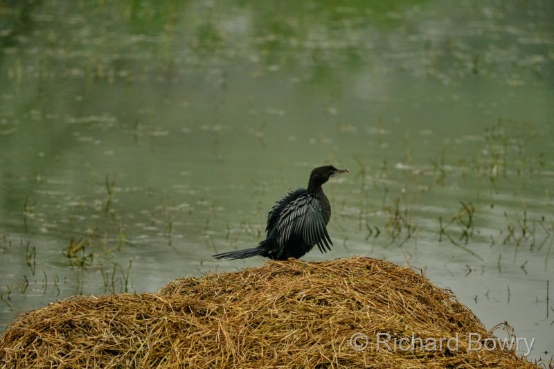 Sultan Por at 2026-02-01 09.28.56