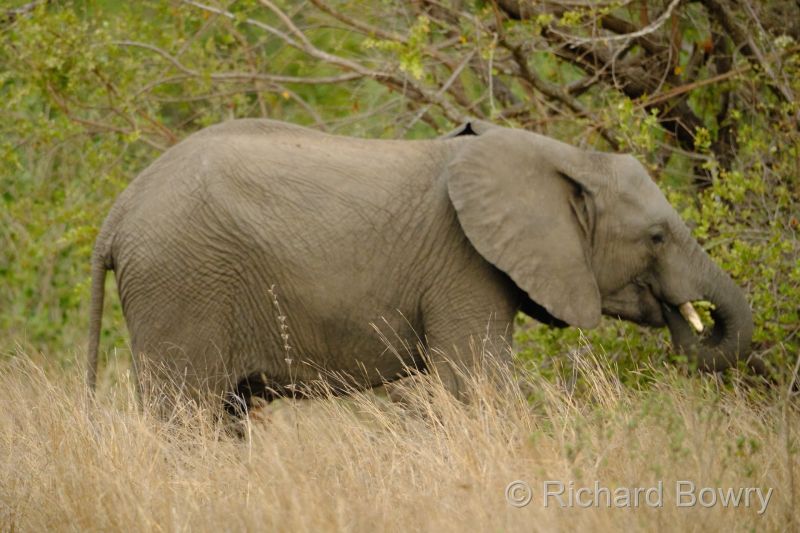 Kruger at 2025-10-12 17.06.52