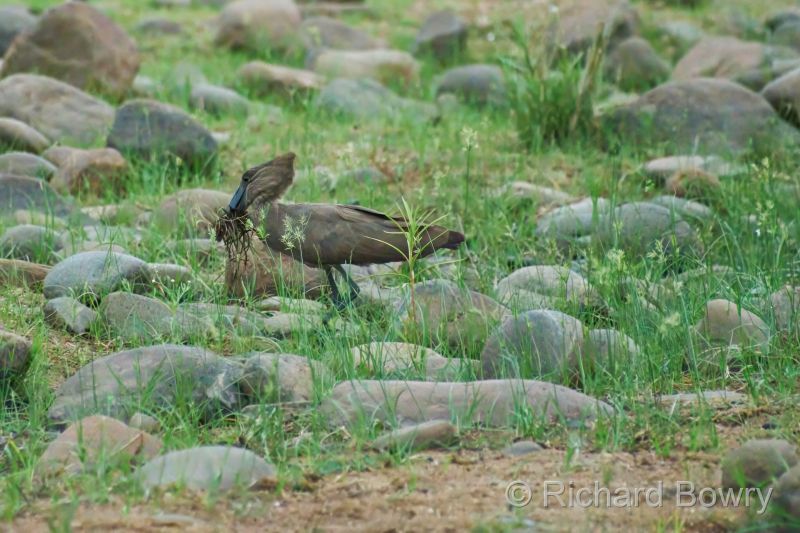 Zimbabwe - 2024-11-12 05.23.262024-11-19 06.46.08