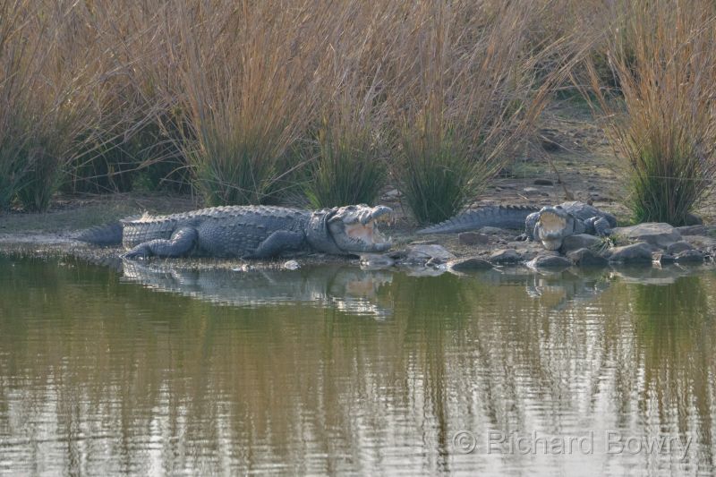 Rathambhore at 2026-02-09 16.37.17