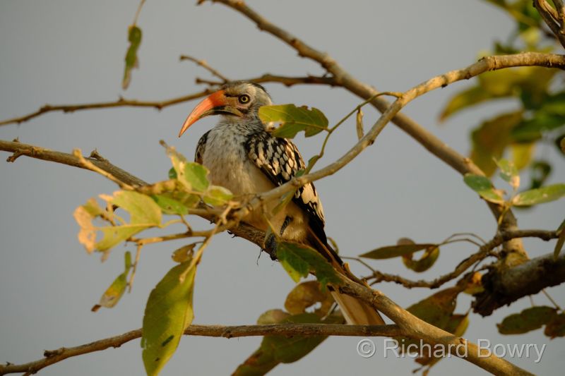 Kruger at 2025-10-13 07.04.21