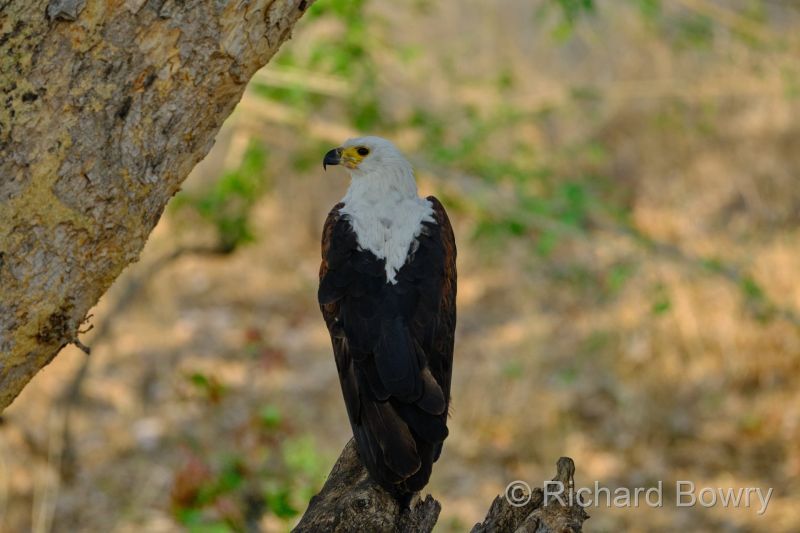 Kruger at 2025-10-15 07.25.11