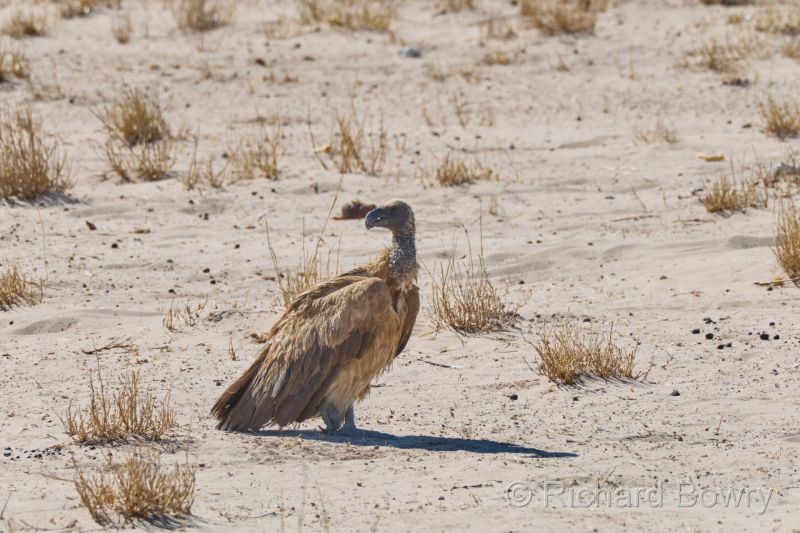 Namibia - 2024-10-31 15.39.502024-11-19 06.41.02