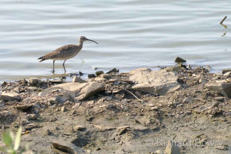 Rathambhore at 2026-02-11 15.54.28