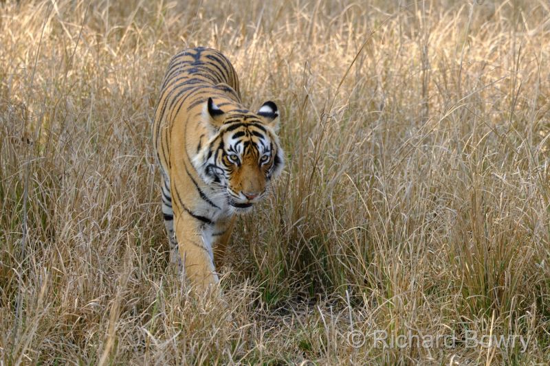 Rathambhore at 2026-02-10 14.52.16