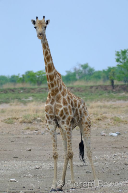 Zimbabwe on 06-12-22 at 09-02-29