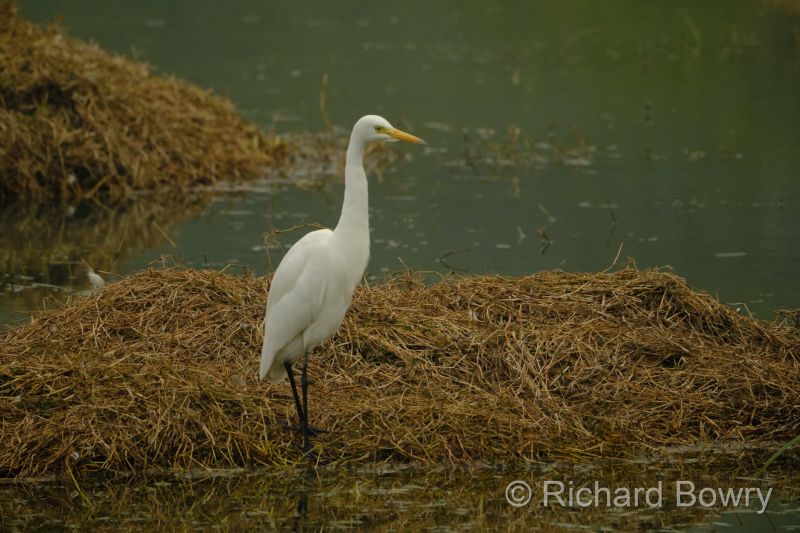 Sultan Por at 2026-02-01 09.32.43