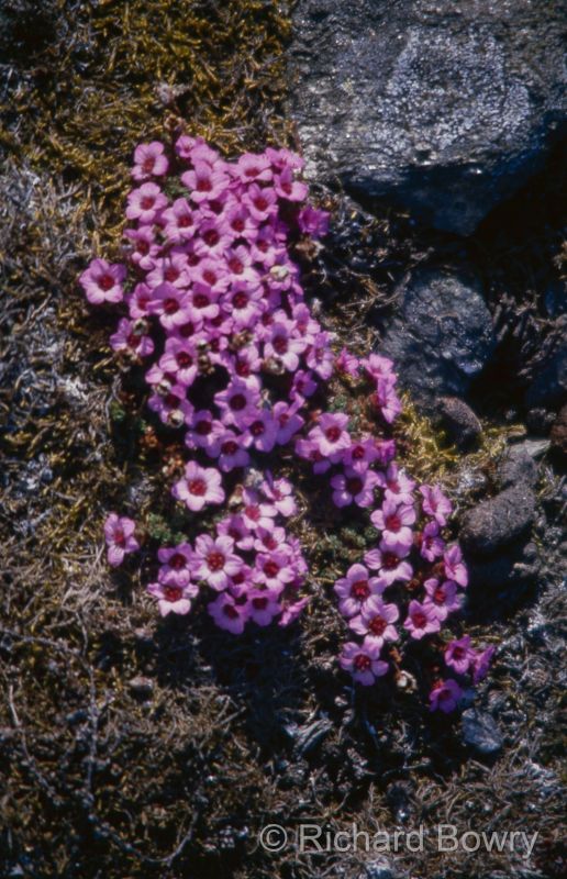 Svalbard (94 of 112)