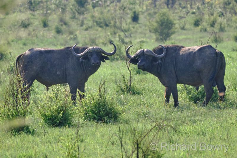 Zimbabwe on 03-12-22 at 16-34-00