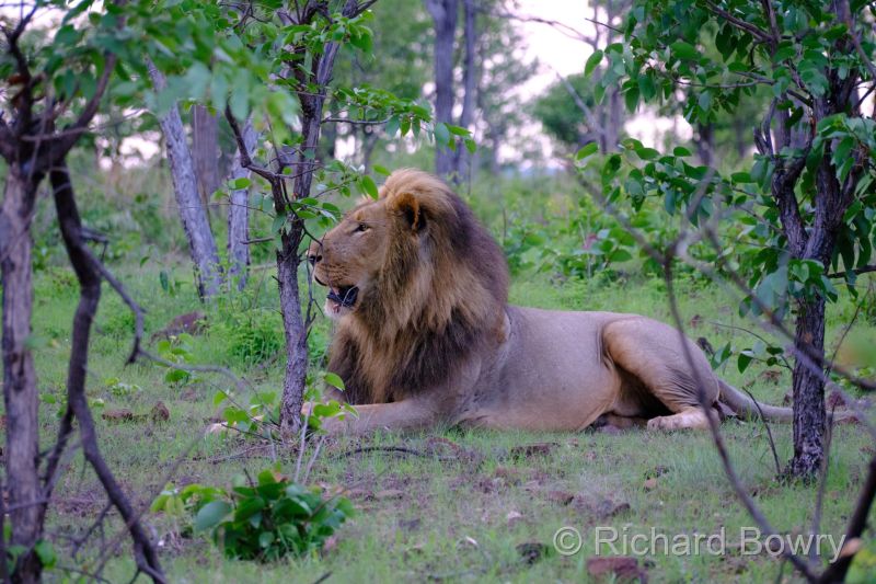 Zimbabwe on 07-12-22 at 06-01-34