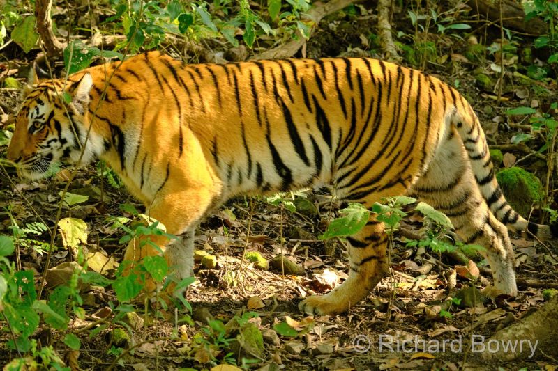 Corbett at 2026-02-04 10.03.11