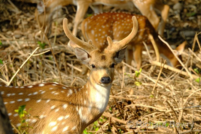 Corbett at 2026-02-03 09.35.54