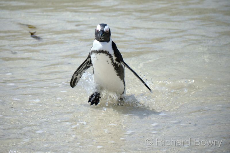 African Penguin
