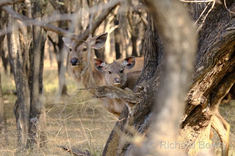 Rathambhore at 2026-02-09 15.43.52