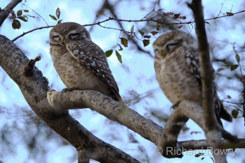 Rathambhore at 2026-02-10 17.22.46