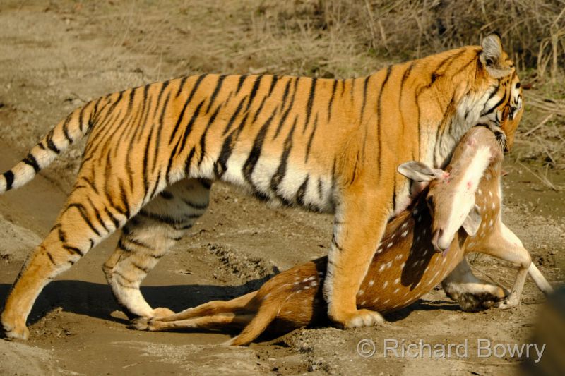 Corbett at 2026-02-03 10.08.46