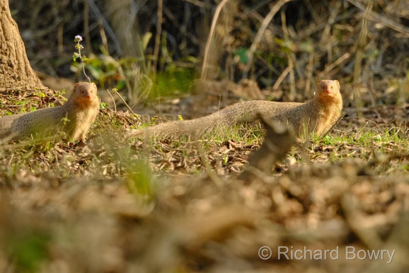 Corbett at 2026-02-02 15.09.37