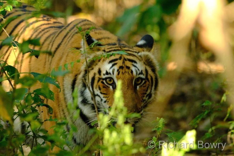 Corbett at 2026-02-04 10.01.27