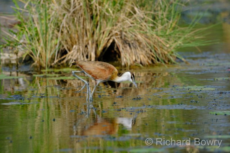 Kruger at 2025-10-14 08.27.04
