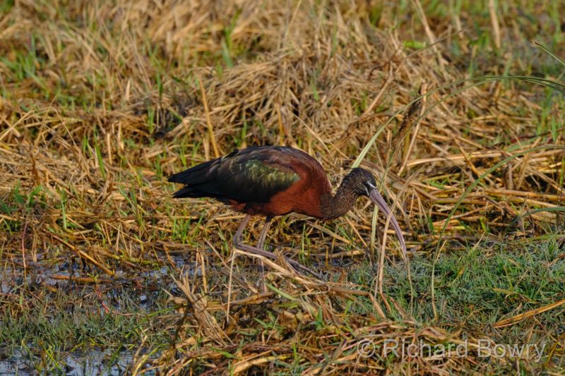 Keoladeo at 2026-02-08 08.31.51