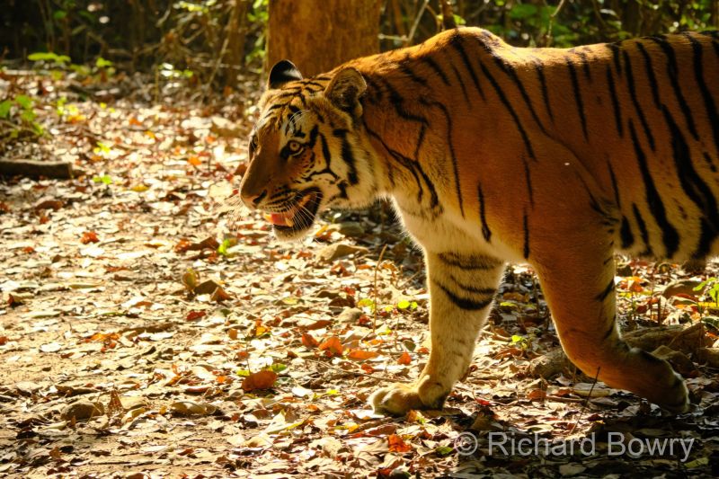 Corbett at 2026-02-04 10.05.10