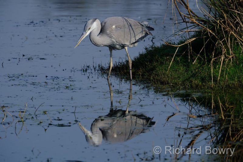 Keoladeo at 2026-02-08 09.50.59