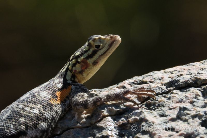 Namibia - 2024-10-27 16.19.072024-11-19 06.39.53