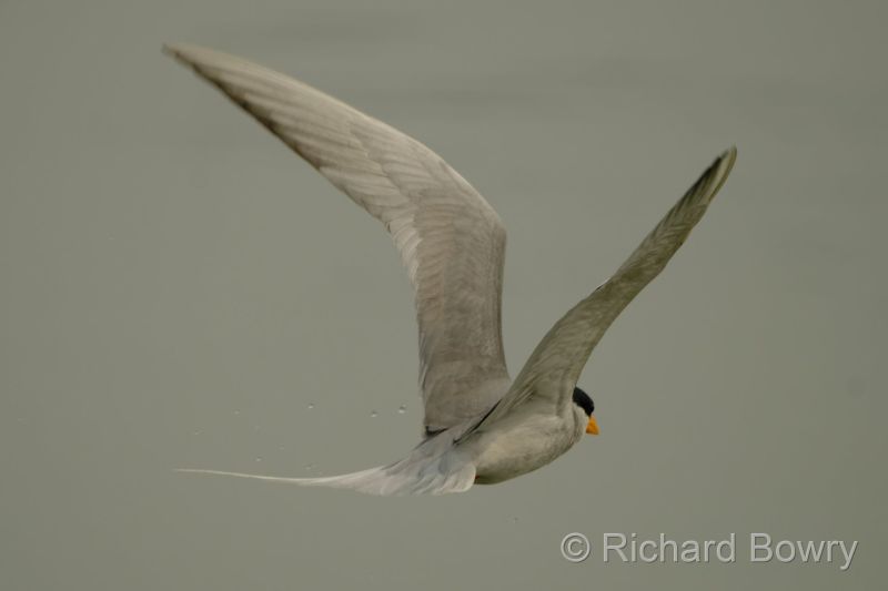 Sultan Por at 2026-02-01 12.25.33