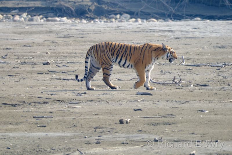 Corbett at 2026-02-03 14.44.48