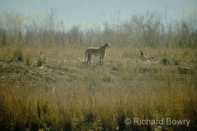 Corbett at 2026-02-03 14.49.22