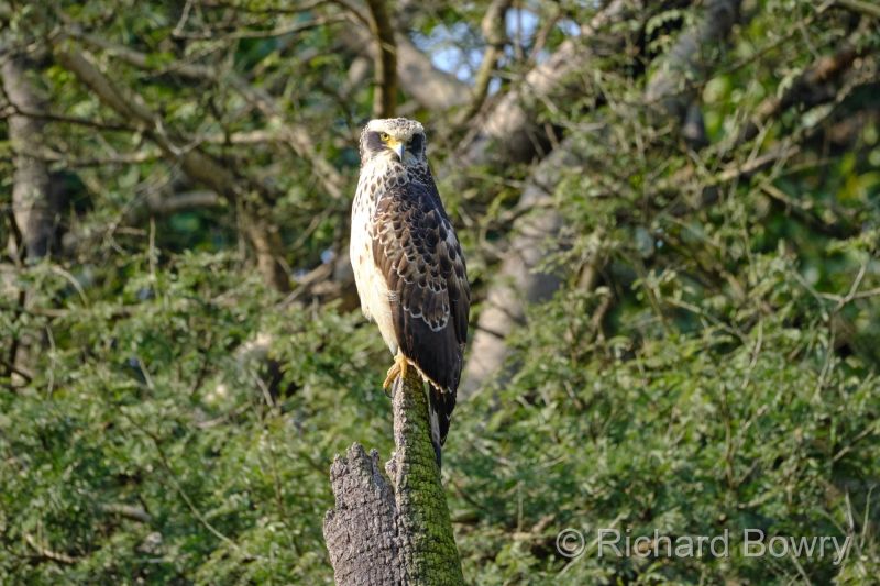 Rathambhore at 2026-02-10 09.54.21