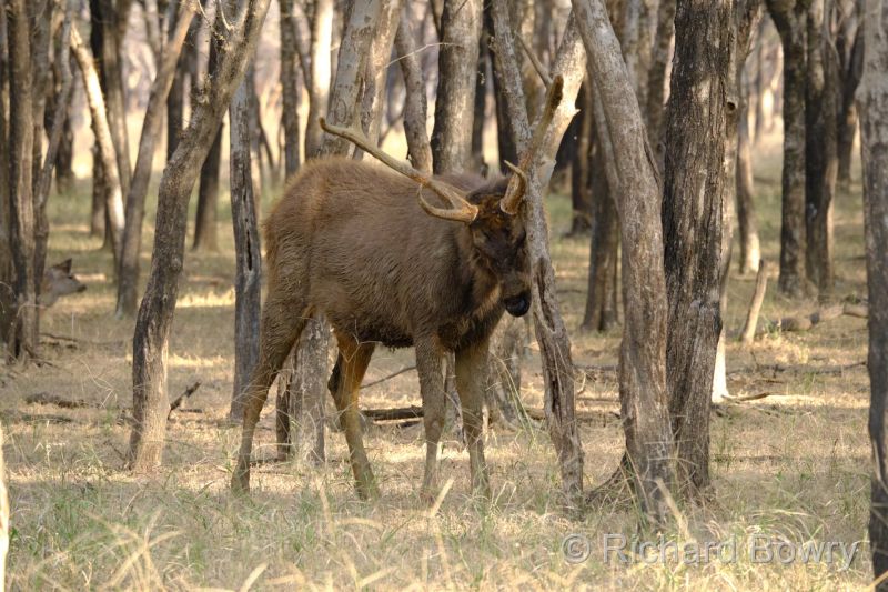 Rathambhore at 2026-02-09 15.41.46