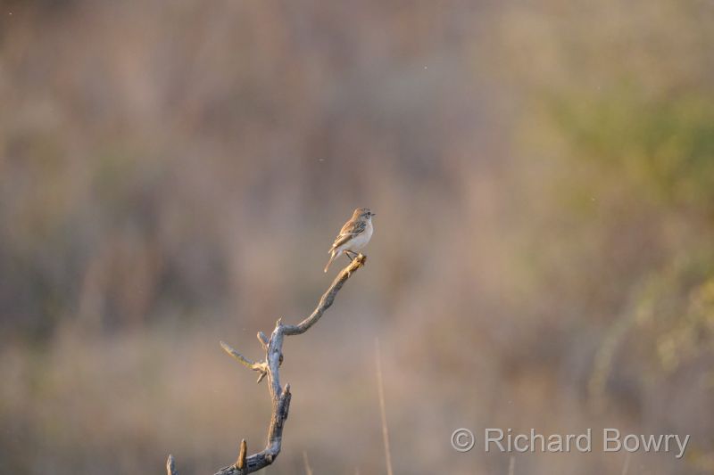 Rathambhore at 2026-02-09 17.39.11