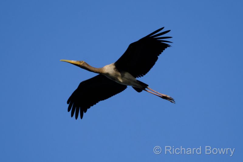 Keoladeo at 2026-02-07 16.39.40