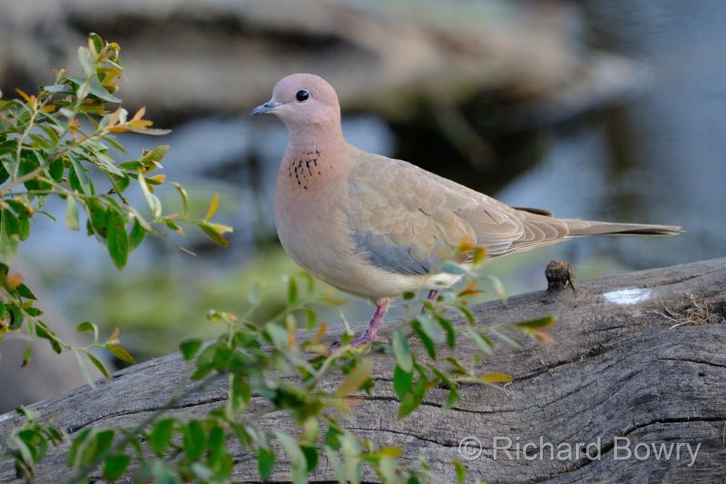 Keoladeo at 2026-02-08 16.57.13